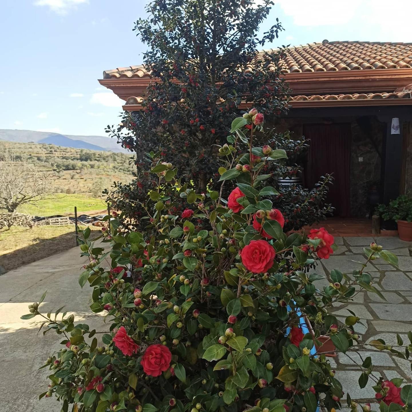 Casa Rural Los Olivos Sotoserrano Exterior photo